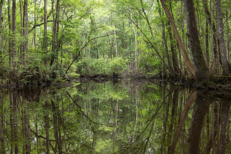 Reflected Greens - Durbin Creek